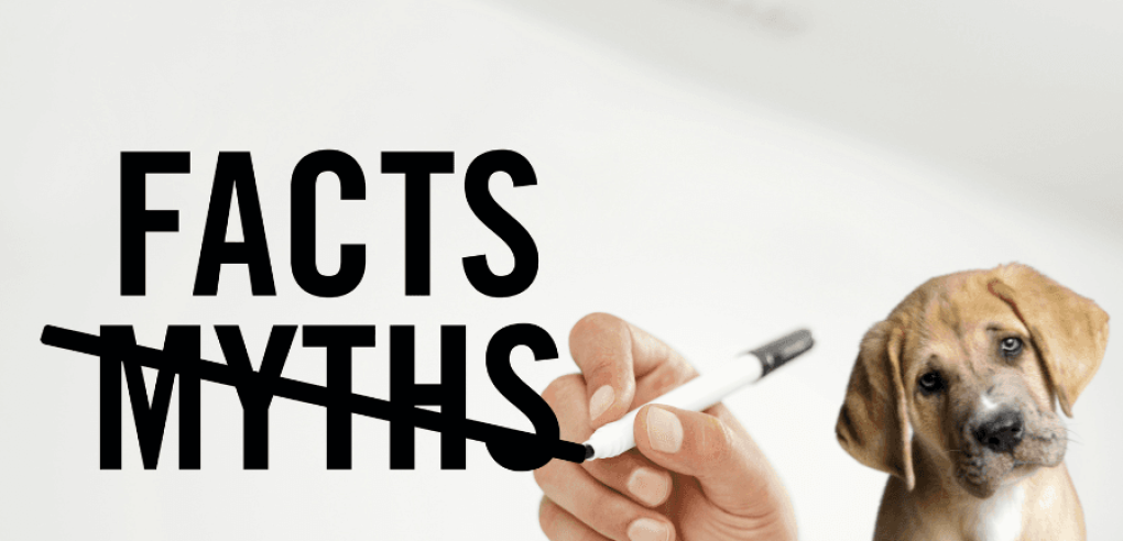 5 Common Misconceptions About Spaying Dogs in Regina