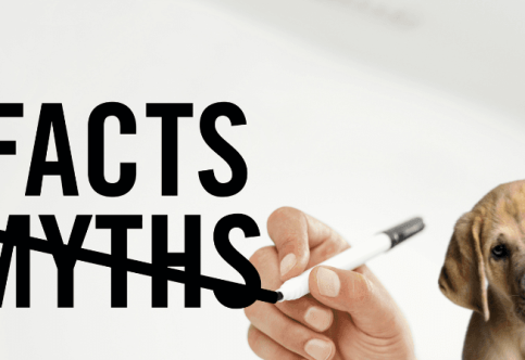 5 Common Misconceptions About Spaying Dogs in Regina