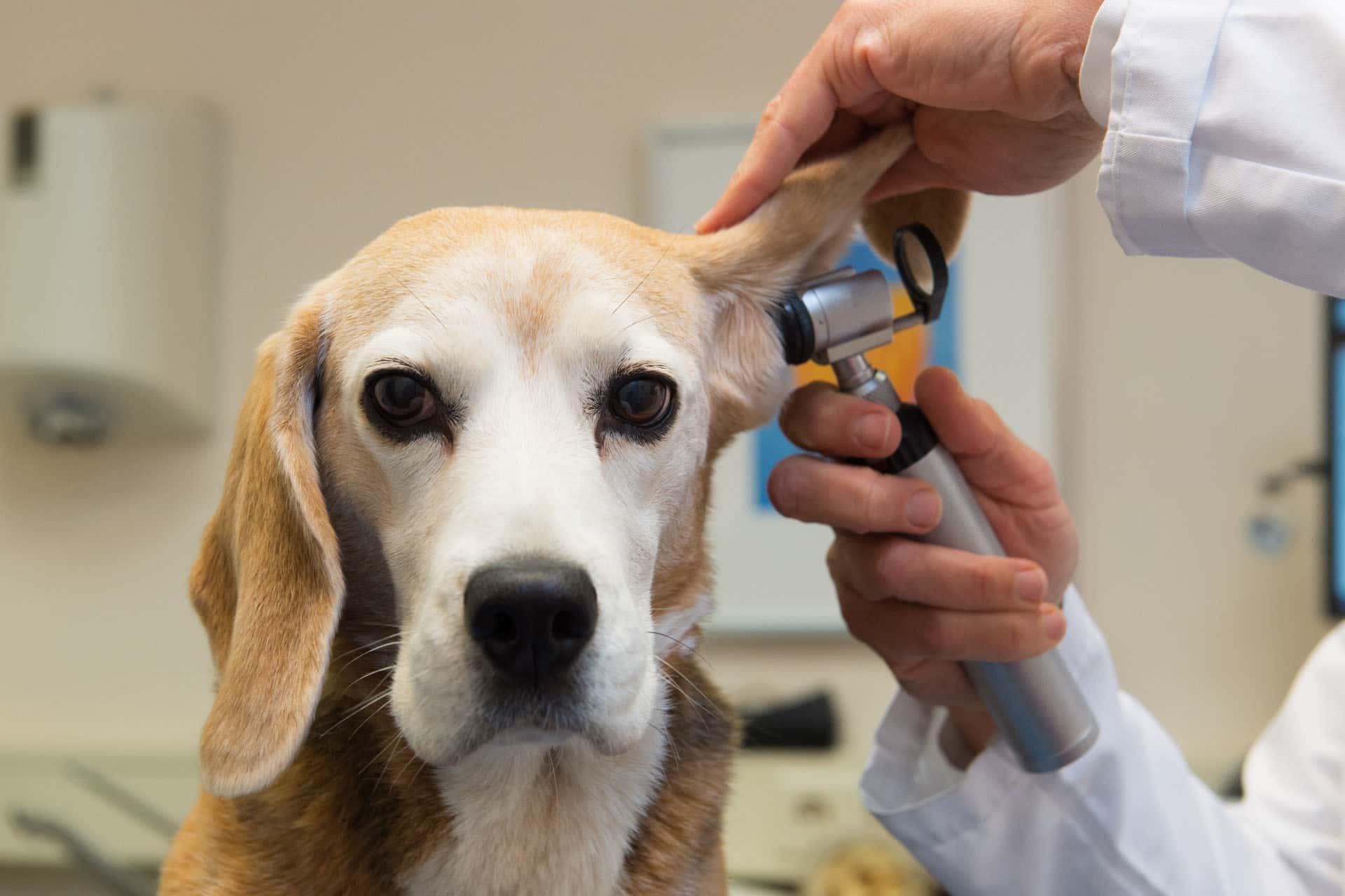 Veterinary Resources