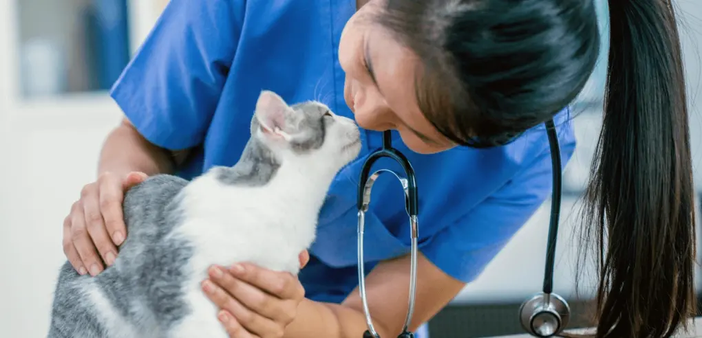 How to Find The Best Vet For Cats In Regina