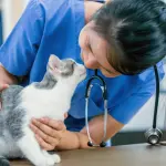 How to Find The Best Vet For Cats In Regina