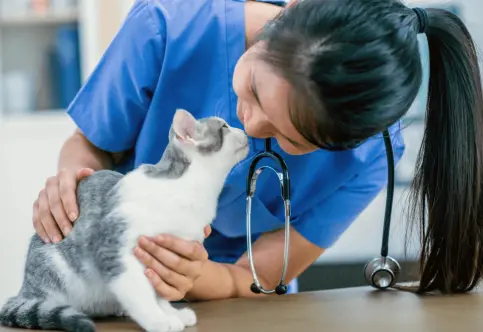 How to Find The Best Vet For Cats In Regina