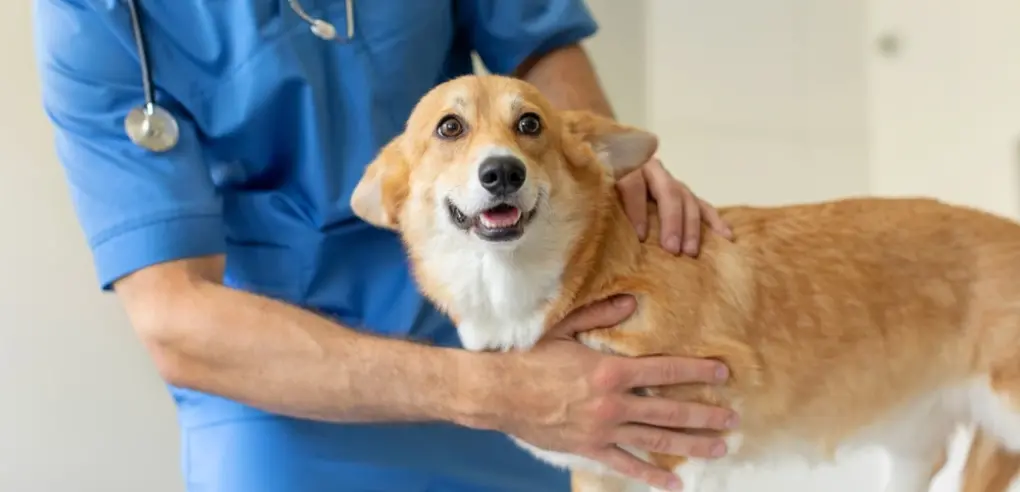 Is Spaying Safe? Regina Vet Explains