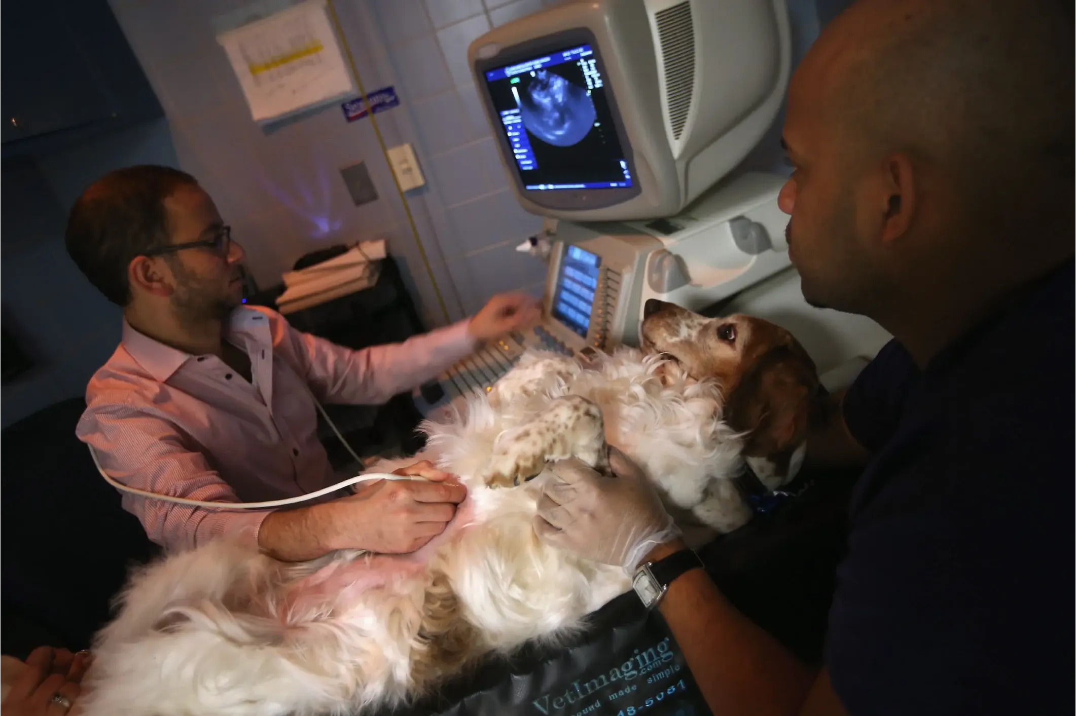 Pet Medical Care Services