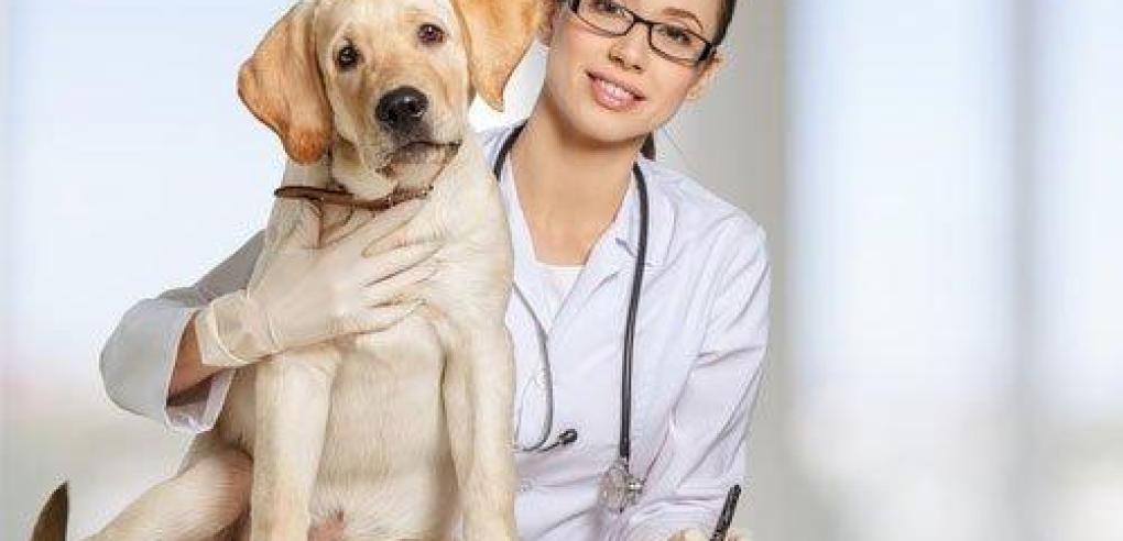 Comprehensive Pet Care Services at Animal Hospital in Regina