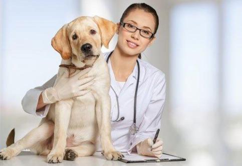 Comprehensive Pet Care Services at Animal Hospital in Regina