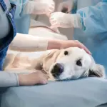 Surgical Care Services