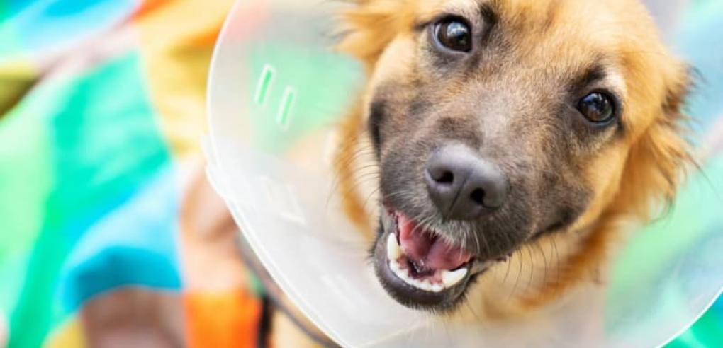 5 Proven Tips to Manage Pet's Discomfort Post-Spay Surgery