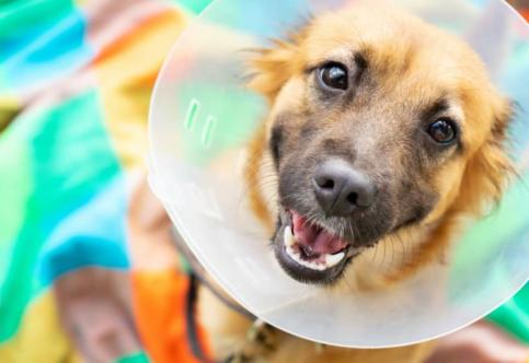 5 Proven Tips to Manage Pet's Discomfort Post-Spay Surgery