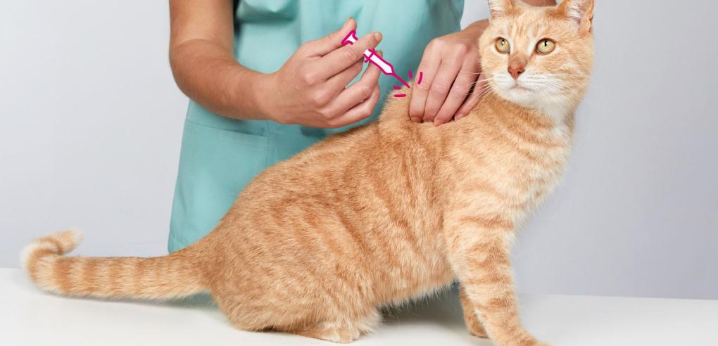 5 Reasons Why Cat Vaccination in Regina is Important