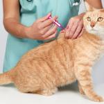 5 Reasons Why Cat Vaccination in Regina is Important