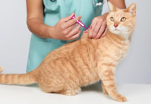 5 Reasons Why Cat Vaccination in Regina is Important