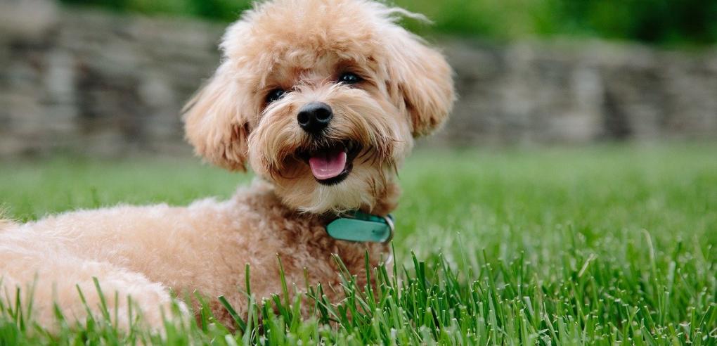 5 Simple Steps to Raise a Well-Behaved Pet