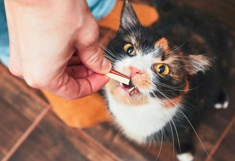 Curious About Kitten Dental Health? 5 Tips Every Pet Owner Should Know
