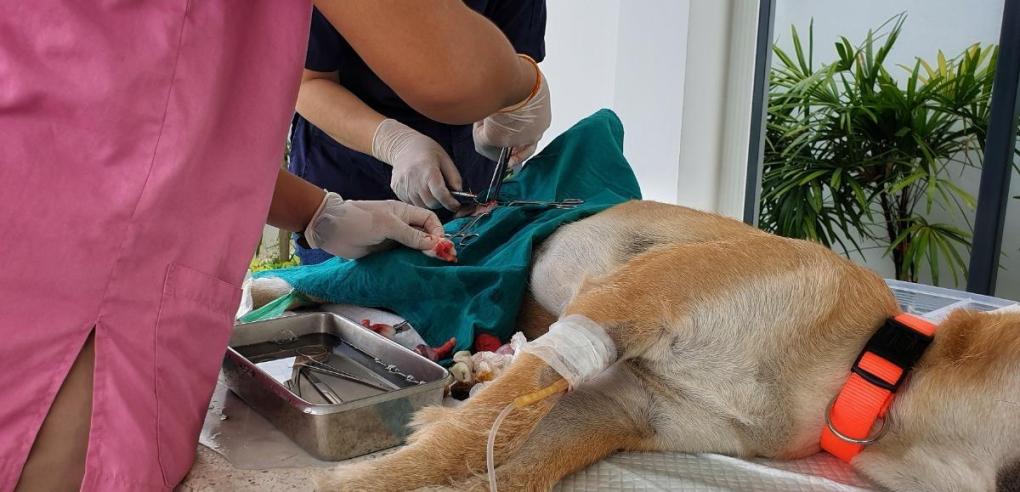 7 Reasons Why Spaying Your Dog in Regina Is a Wise Move