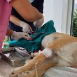 7 Reasons Why Spaying Your Dog in Regina Is a Wise Move