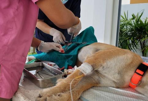 7 Reasons Why Spaying Your Dog in Regina Is a Wise Move