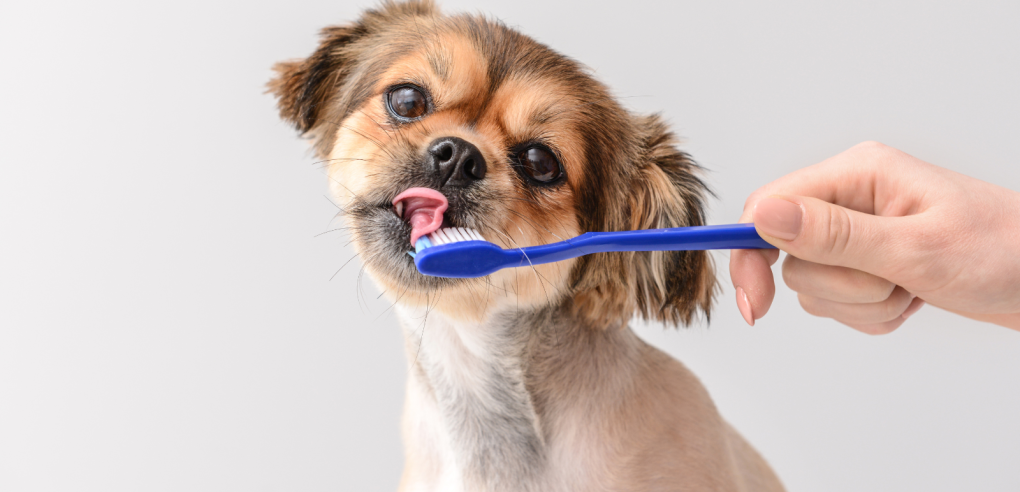 Discover the Secrets to Sparkling Teeth and a Happy Smile