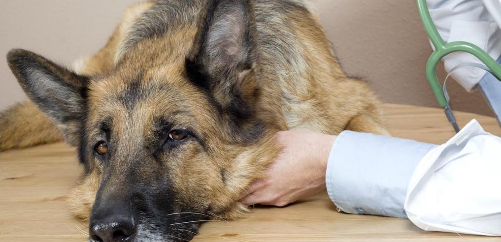 Does Spaying and Neutering Harm the Pet Emotionally? The Truth