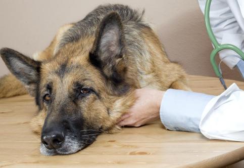 Does Spaying and Neutering Harm the Pet Emotionally? The Truth