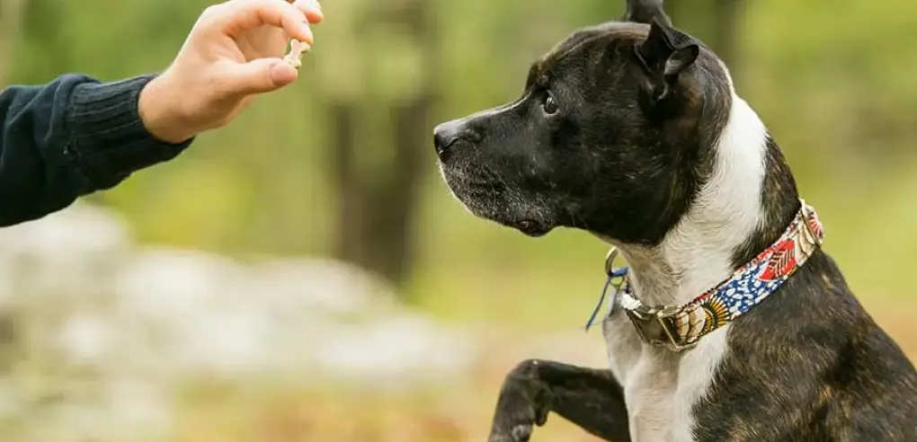 Top 10 Common Training Struggles Pet Owners Face