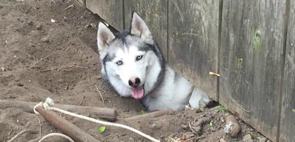 Essential Safety Tips to Prevent Your Pet from Escaping in 2025