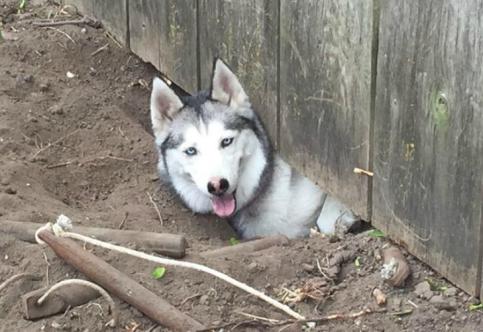 Essential Safety Tips to Prevent Your Pet from Escaping in 2025