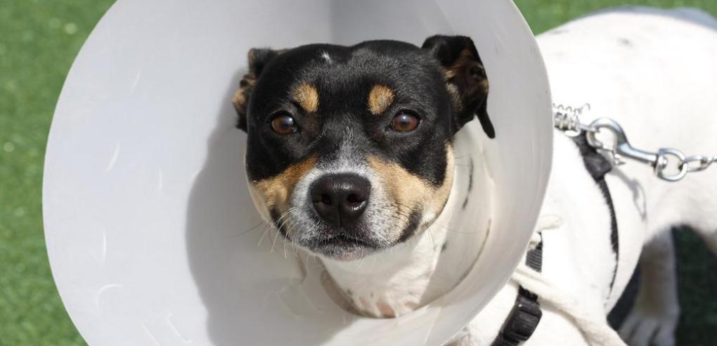 7 Most Common Concerns About Spaying or Neutering Pets
