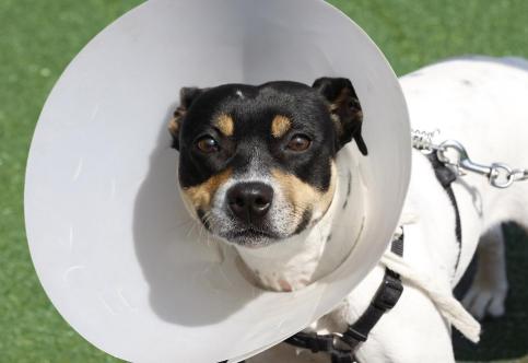 7 Most Common Concerns About Spaying or Neutering Pets