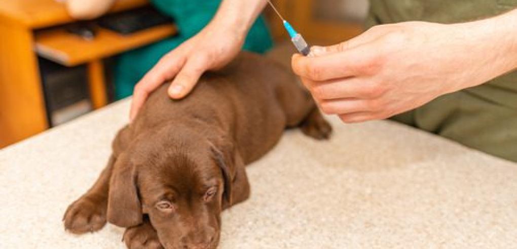 How Often Does My Dog Need Vaccines?