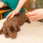 How Often Does My Dog Need Vaccines?