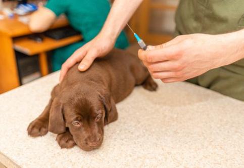 How Often Does My Dog Need Vaccines?