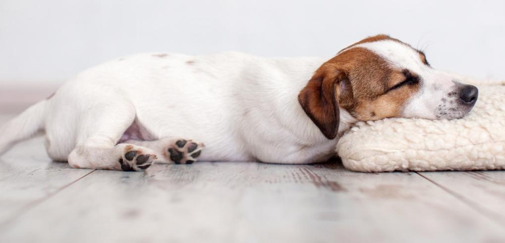 How Often Should a Dog be Wormed? A Complete Guide