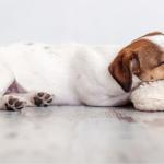 How Often Should a Dog be Wormed? A Complete Guide
