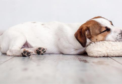 How Often Should a Dog be Wormed? A Complete Guide