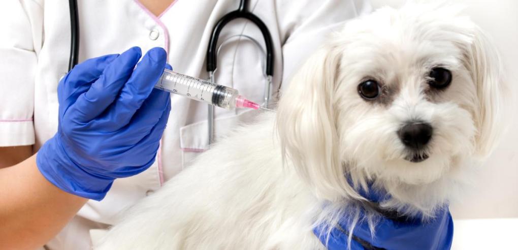How to Keep Your Dog Safe with Proper Vaccination?