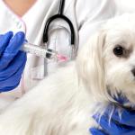 How to Keep Your Dog Safe with Proper Vaccination?