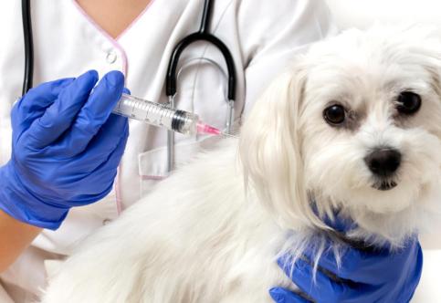 How to Keep Your Dog Safe with Proper Vaccination?