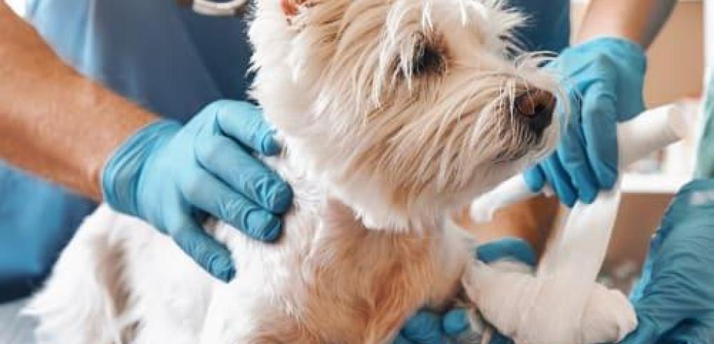 Why Immediate Access to Emergency Veterinary Care Matters?