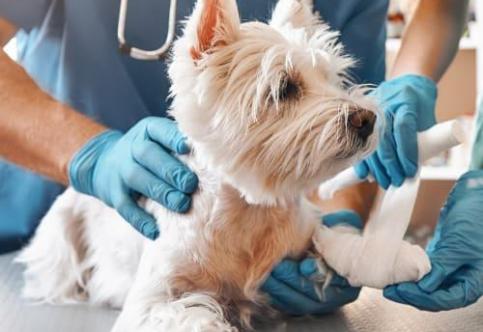 Why Immediate Access to Emergency Veterinary Care Matters?