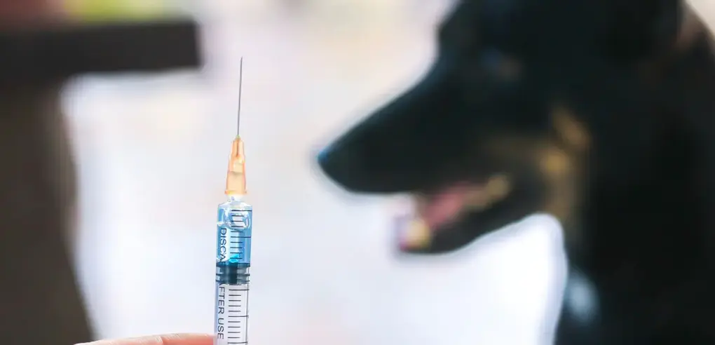 Vaccinations And Schedules For Cats And Dogs in Regina, Saskatchewan