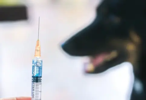 Vaccinations And Schedules For Cats And Dogs in Regina, Saskatchewan