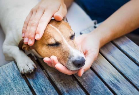How to Care for Your Small Pet During Their First Ailment?