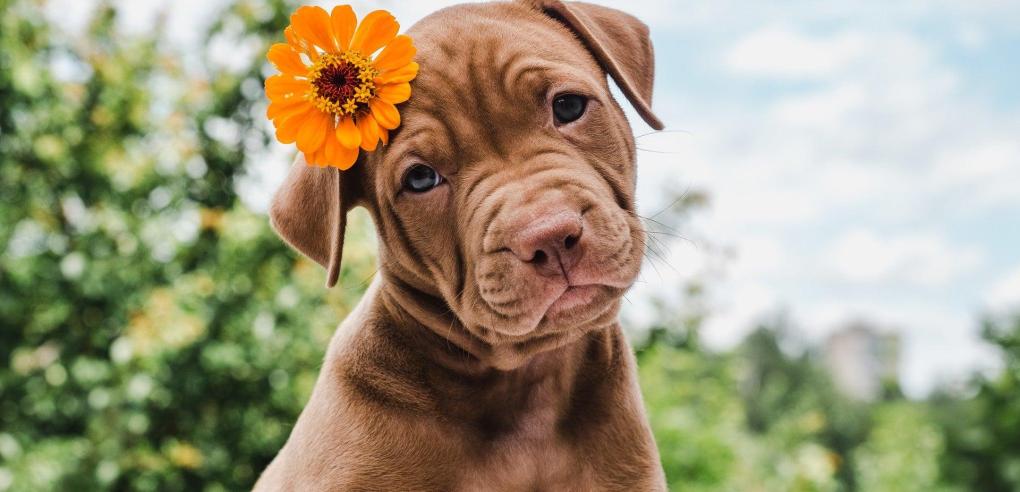 What is Dog Deworming and What Are the 10 Indicators?