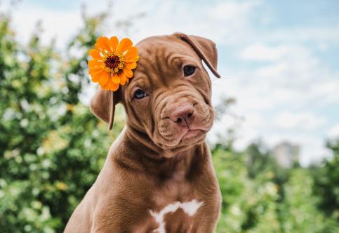 Top 5 Myths vs Realities About Spaying and Neutering Pets