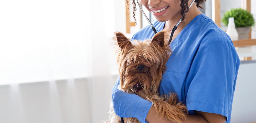 Keep Your Dogs Healthy With These Diets Suggested By Vets