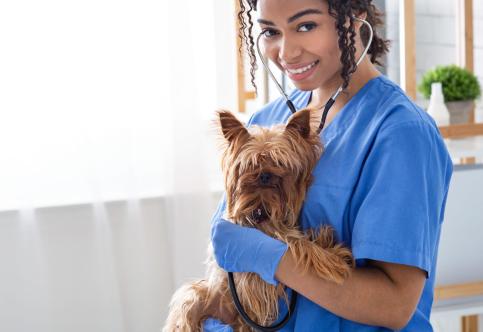 Keep Your Dogs Healthy With These Diets Suggested By Vets