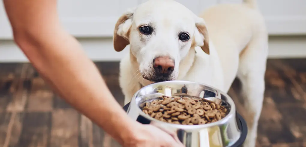 The Truth About Protecting Your Pet's Health in Regina