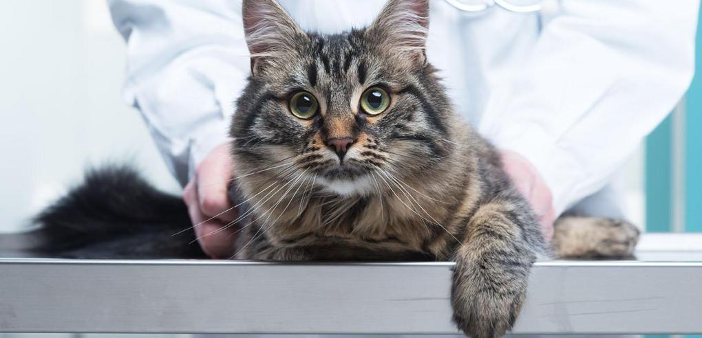 How to Effectively Manage Vaccination Schedule for Multiple Cats?