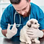 Pet Vaccination Services